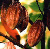 Kakao und Schokolade